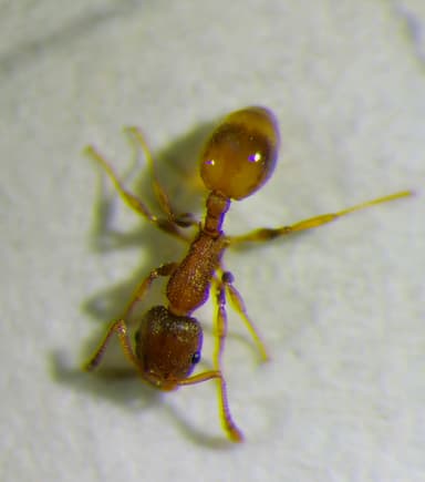 Temnothorax affinis photo 26