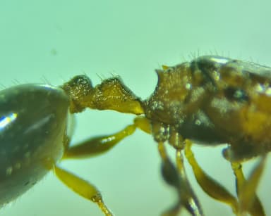 Temnothorax affinis photo 28