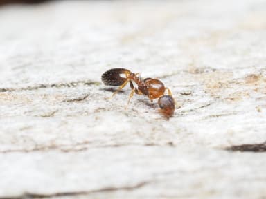 Temnothorax affinis photo 33