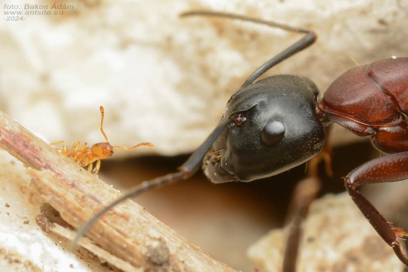Temnothorax crassispinus photo 1