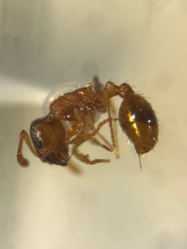 Temnothorax crassispinus photo 11