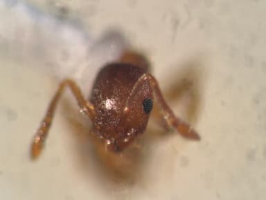 Temnothorax crassispinus photo 13