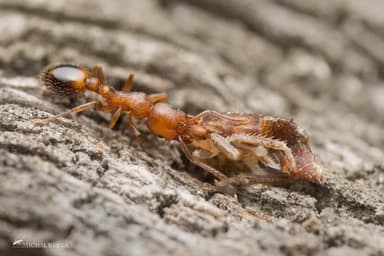 Temnothorax curvispinosus photo 44
