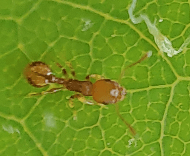 Temnothorax curvispinosus — colony photo 18