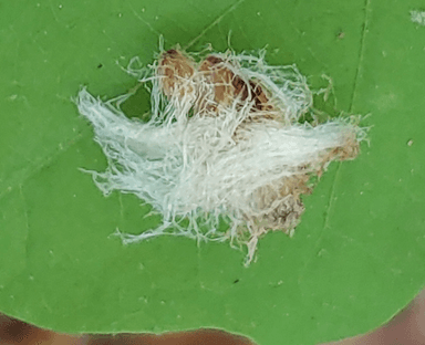 Temnothorax curvispinosus — colony photo 20