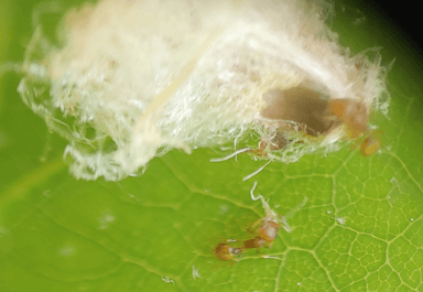 Temnothorax curvispinosus — colony photo 21