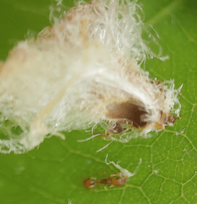 Temnothorax curvispinosus — colony photo 22