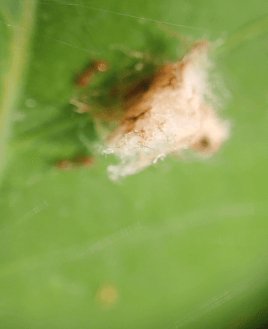 Temnothorax curvispinosus — colony photo 24