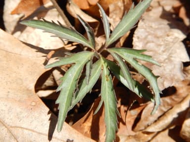 Temnothorax curvispinosus photo 25