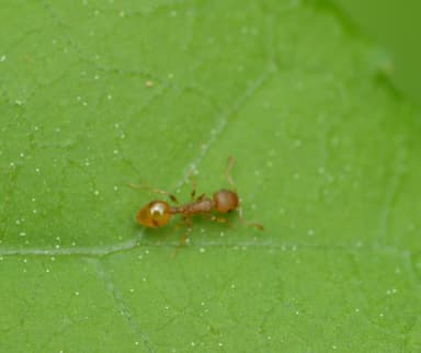 Temnothorax curvispinosus photo 27