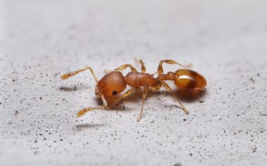 Temnothorax curvispinosus photo 29