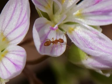 Temnothorax curvispinosus photo 32