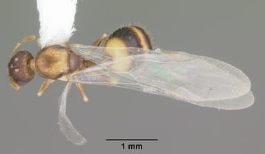 Temnothorax curvispinosus — queen photo 2