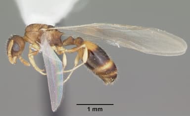 Temnothorax curvispinosus — queen photo 3