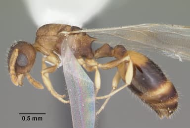 Temnothorax curvispinosus — queen photo 7