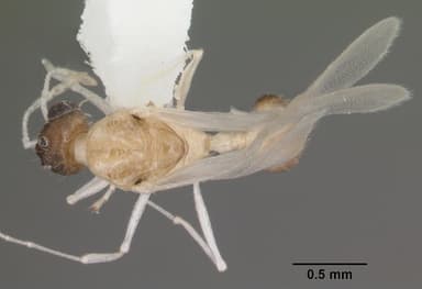 Temnothorax curvispinosus — queen photo 8