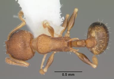 Temnothorax curvispinosus — queen photo 9