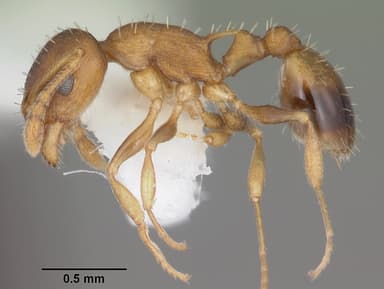 Temnothorax curvispinosus — queen photo 10