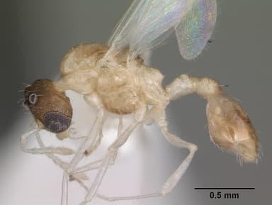 Temnothorax curvispinosus — queen photo 11