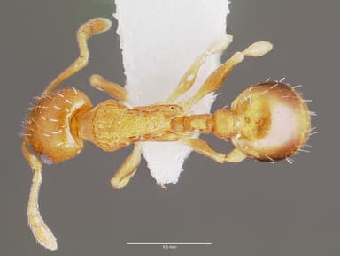 Temnothorax curvispinosus — queen photo 12