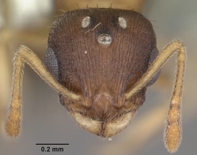 Temnothorax curvispinosus — queen photo 14