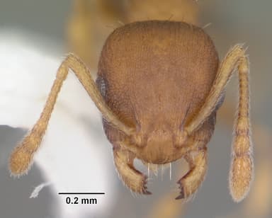 Temnothorax curvispinosus — queen photo 15