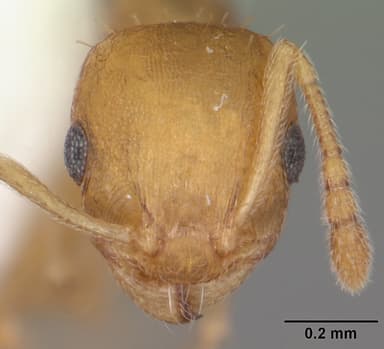Temnothorax curvispinosus — queen photo 16