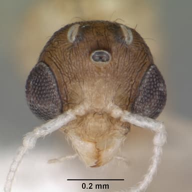 Temnothorax curvispinosus — queen photo 17
