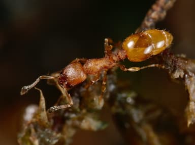 Temnothorax interruptus photo 1