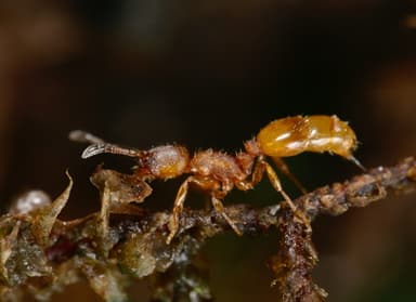 Temnothorax interruptus photo 2