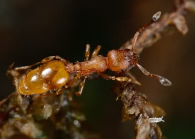 Temnothorax interruptus photo 3