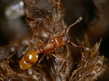 Temnothorax interruptus photo 4