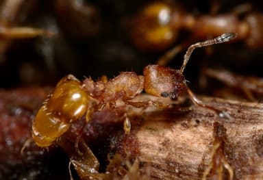 Temnothorax interruptus photo 6