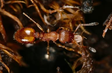 Temnothorax interruptus photo 7