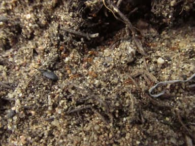 Temnothorax interruptus photo 10