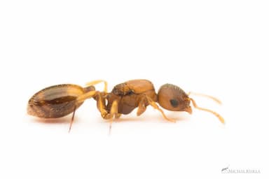 Temnothorax nylanderi photo 56
