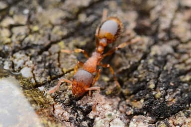 Temnothorax nylanderi photo 17