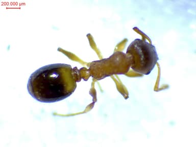 Temnothorax nylanderi photo 26
