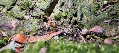 Temnothorax nylanderi — worker photo 36