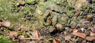 Temnothorax nylanderi — worker photo 44