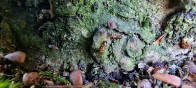 Temnothorax nylanderi — worker photo 45