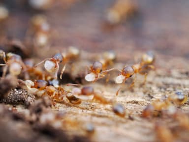 Temnothorax nylanderi photo 48