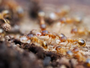 Temnothorax nylanderi photo 49