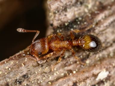 Temnothorax nylanderi photo 53