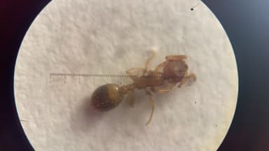 Temnothorax nylanderi photo 54