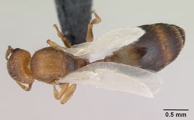 Temnothorax nylanderi — queen photo 1