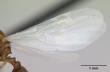 Temnothorax nylanderi — queen photo 2