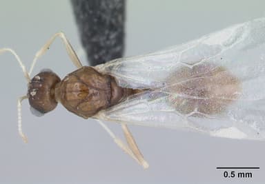 Temnothorax nylanderi — queen photo 4