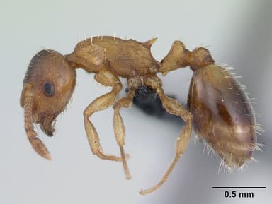 Temnothorax nylanderi — queen photo 7