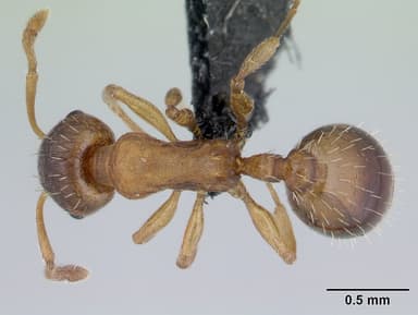 Temnothorax nylanderi — queen photo 9
